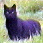 bodmin_beastie.jpg