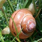 snail.jpg